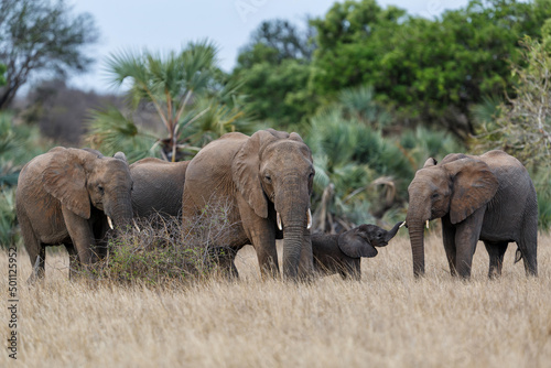 Elephant herd in the Kruger National Park in South Africa