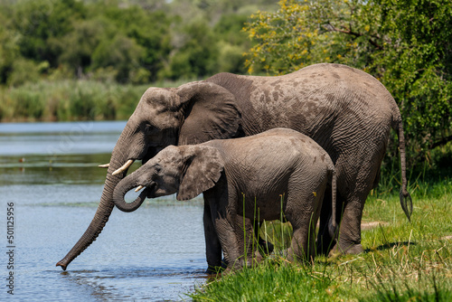 Elephant drinking in Lake Panic in the Kruger National Park in South 