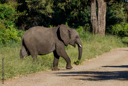 Elephant walking in the Kruger National Park in South Africa