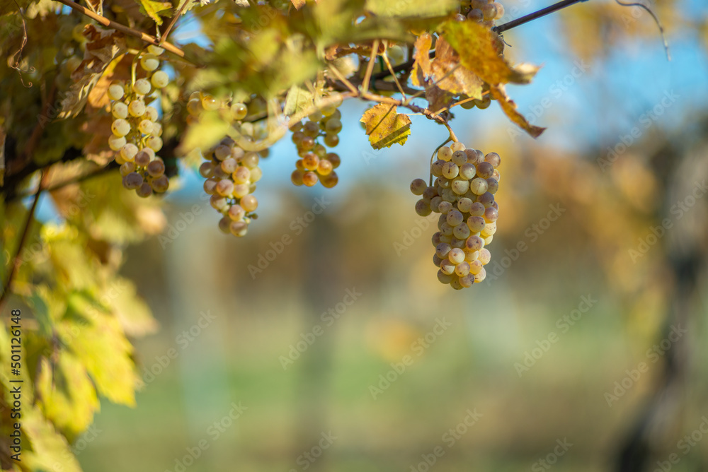 Green grapes with drops on the vine ready for harvest. Green grapes with drops on the vine ready for harvest.
