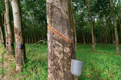 Rubber trees with cuts in the bark, which were made to bleed the sap, which after being extracted from the rubber tree is transformed into rubber.