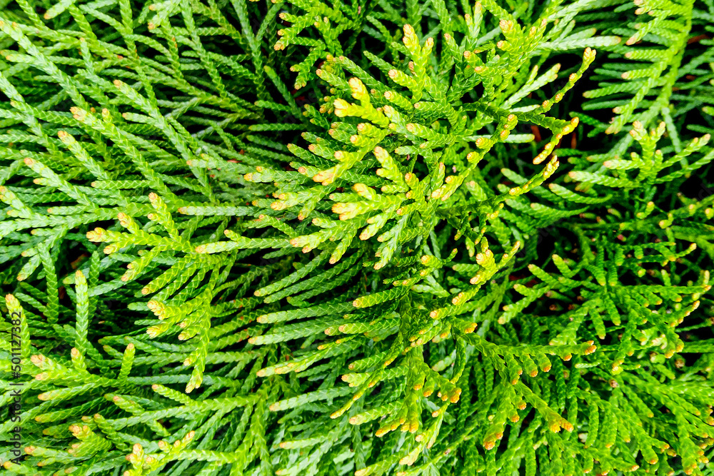 Green coniferous bush. Thuja hedge texture. Plant specimen of American thuja. Evergreen ornamental hedge Thuja occidentalis. Decorative green bush. Hedge gardening background.