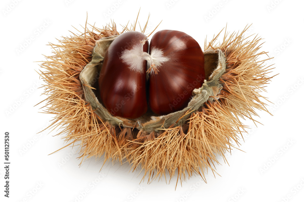 opened sweet chestnut in its spiky husk isolated on white opened sweet chestnut in its spiky husk isolated on white