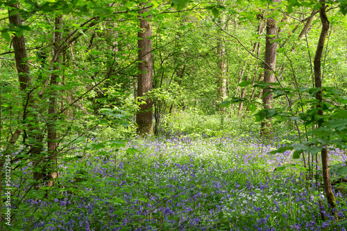 Bluebells  and underwood in Fontainebleau forest. Ile-De-France region.  photo