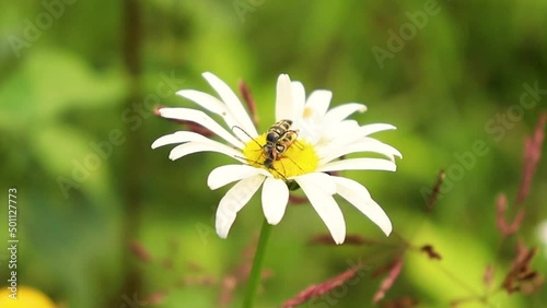 Wallpaper Mural Rack Focus in on Bee like Wasp Bug collecting Sweet Nectar from Daisy Flower in Beautiful Summertime Green Field Torontodigital.ca