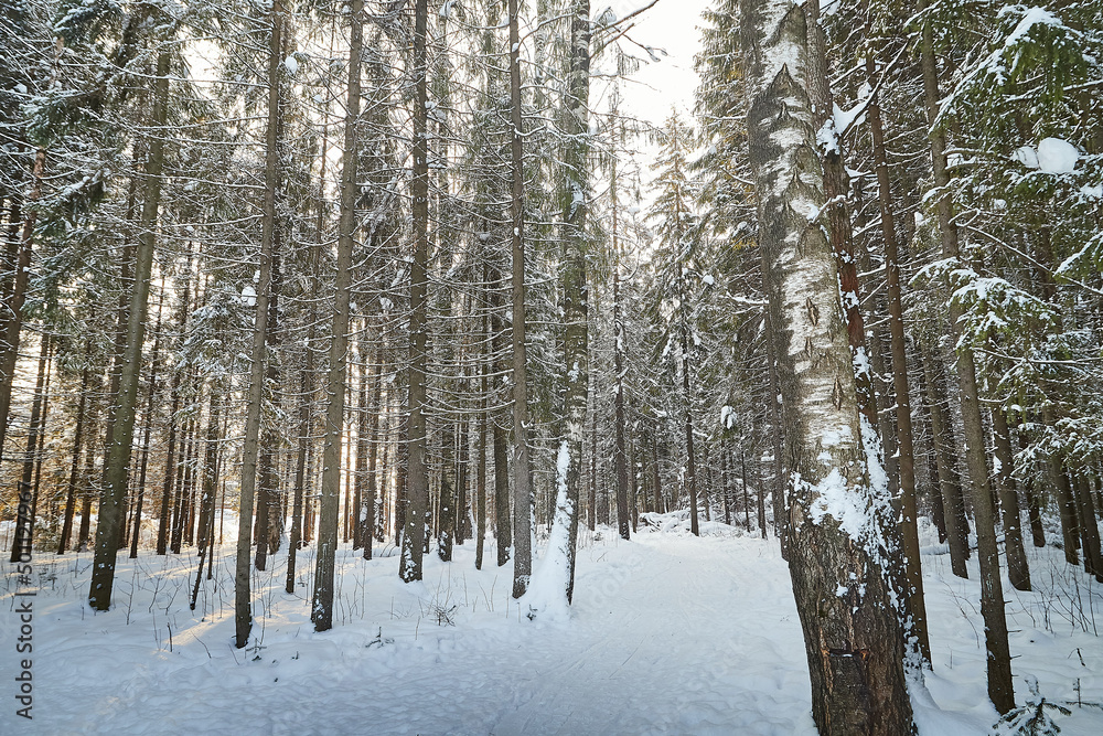 Forest covered with white snow on a cold winter day Forest covered with white snow on a cold winter day