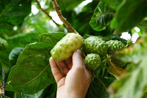  Farmer's hand picking Great morinda in the tree photo