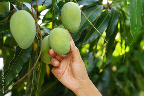 Farmer's hand picking mangoes in the tree