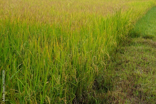 background of rice fields in the field.