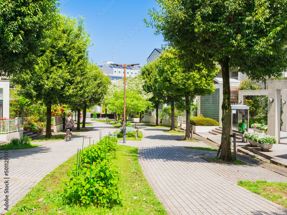 郊外の住宅地　新緑の生活道路