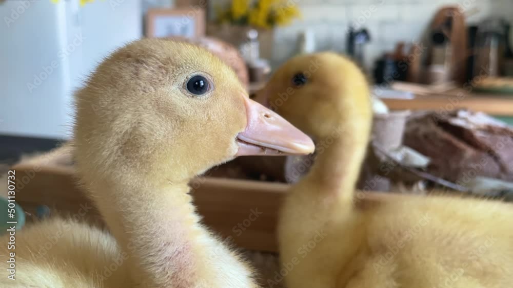 happy easter, cute yellow ducklings on table with easter decor happy easter, cute yellow ducklings on table with easter decor