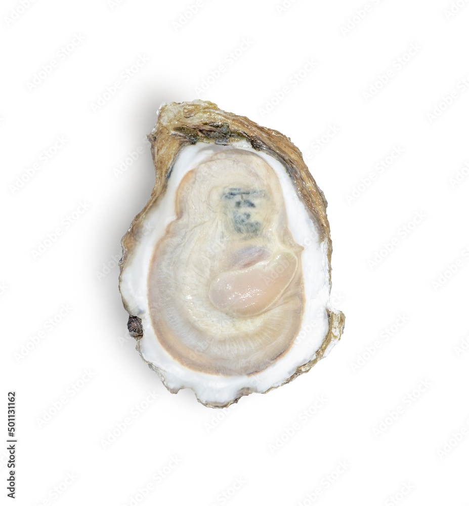 Oyster isolated on white background, Top view Oyster isolated on white background, Top view