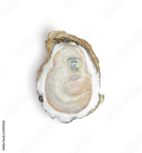 Oyster isolated on white background, Top view