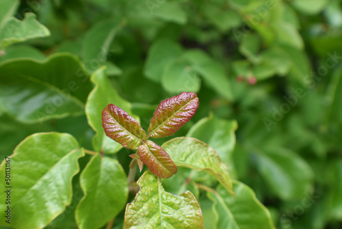 Young Red Poison Oak Leaf Surrounded With Mature Green Poison Oak Leafs For Plant Identification  photo