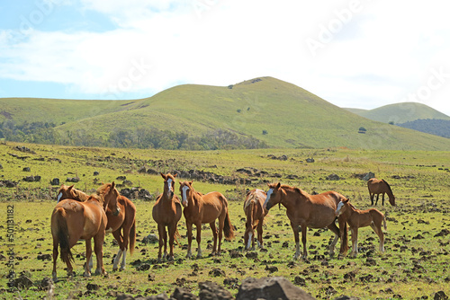 Herd of beautiful wild horses grazing in the meadow of Easter island, Chile, South America