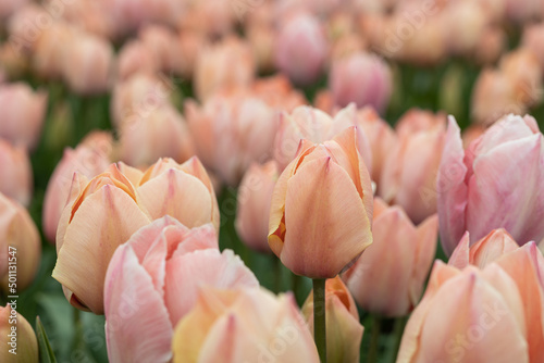 Macro close up of soft salmon pink, peach, coral tulips, Netherlands, North Holland, flower bed, Salmon van Eijk sort #501131547