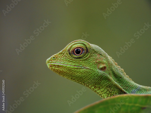 green lizard close up