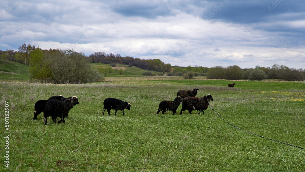 Herd of black sheep on a green meadow