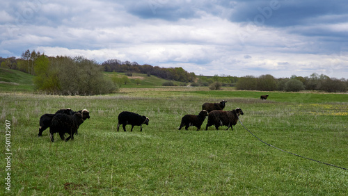 Herd of black sheep on a green meadow