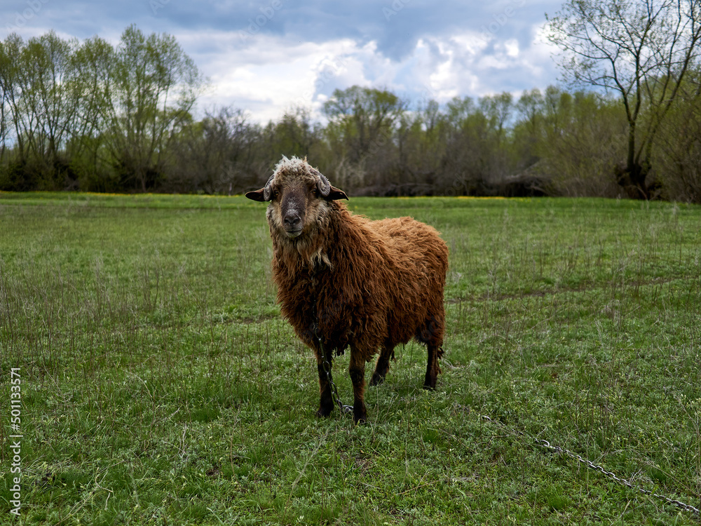Fototapeta premium Red ram on a green meadow