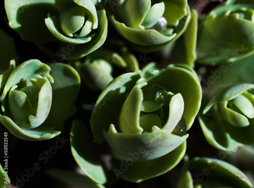 Natural floral texture background. Spring background of green sedum leaves