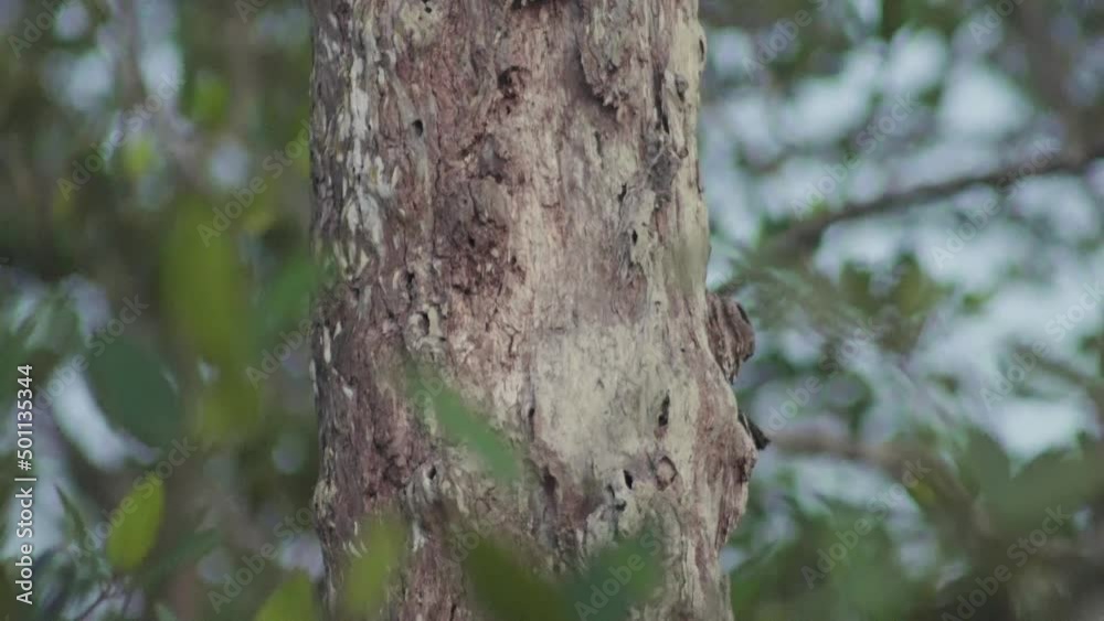 A female Common Flameback (Dinopium javanense) finding food like insect in nature. Woodpecker hunts for bugs on a rotting tree trunk A female Common Flameback (Dinopium javanense) finding food like insect in nature. Woodpecker hunts for bugs on a rotting tree trunk