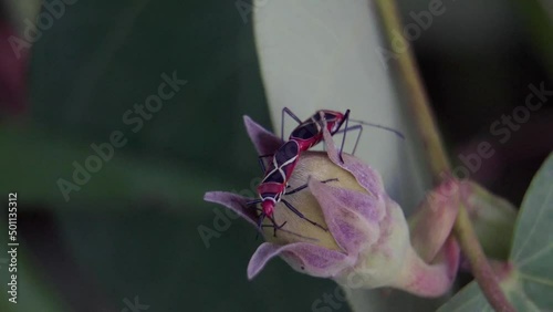 Cotton Stainer Bug (dysdercus decussatus) are mating on the flower bud. Pair of red bugs during reproduction. Couple of stainer bug are breeding photo