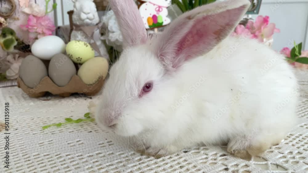 a small easter white rabbit sits cheerfully on the kitchen table next to easter eggs. Against the backdrop of a home kitchen interior with sunlight, happy easter. a small easter white rabbit sits cheerfully on the kitchen table next to easter eggs. Against the backdrop of a home kitchen interior with sunlight, happy easter.