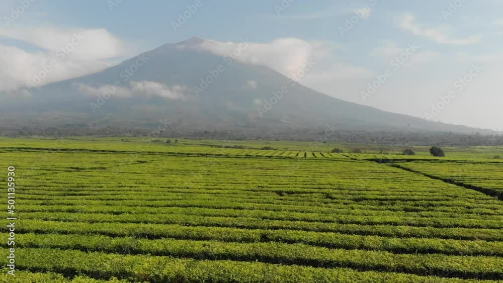 morning view of kerinci mountain with tea farm arround morning view of kerinci mountain with tea farm arround