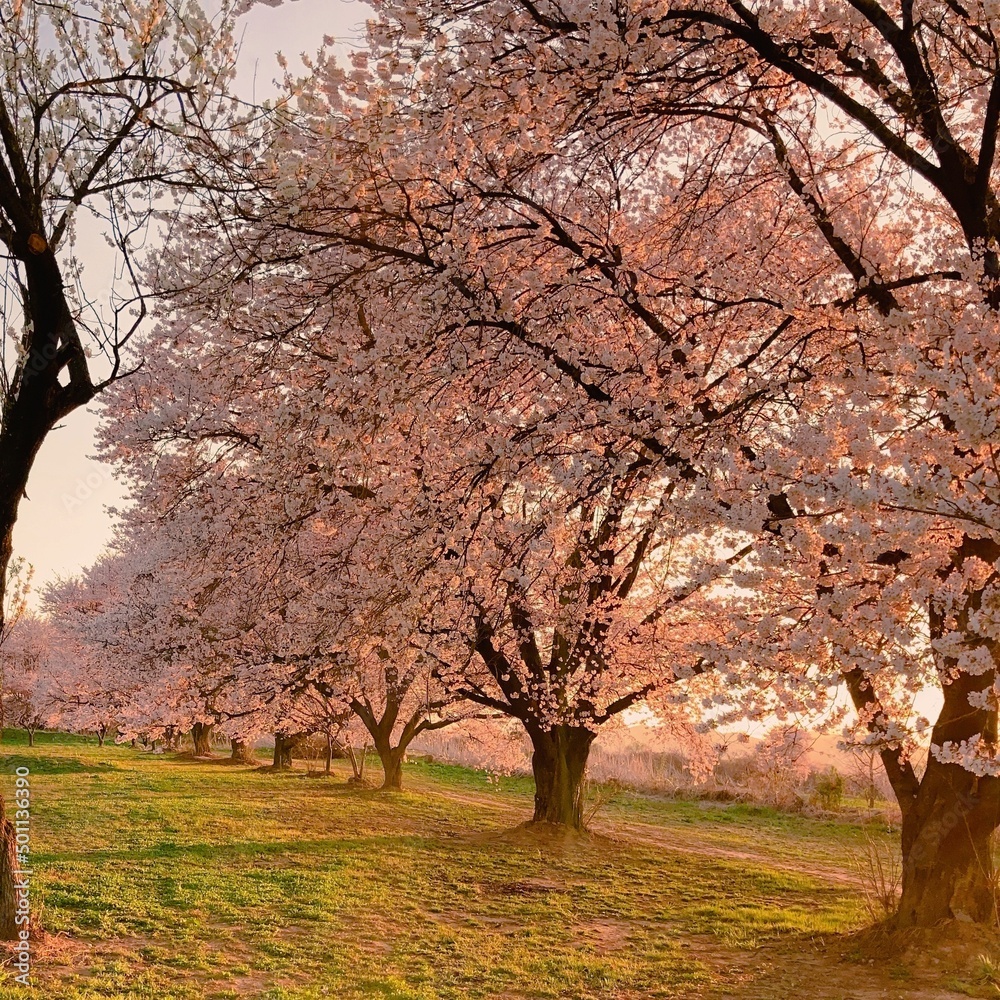 Obraz premium cherry blossoms