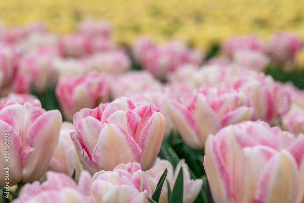 Foxtrot pink yellow double tulip field blooming in full swing in North Holland, the Netherlands Foxtrot pink yellow double tulip field blooming in full swing in North Holland, the Netherlands