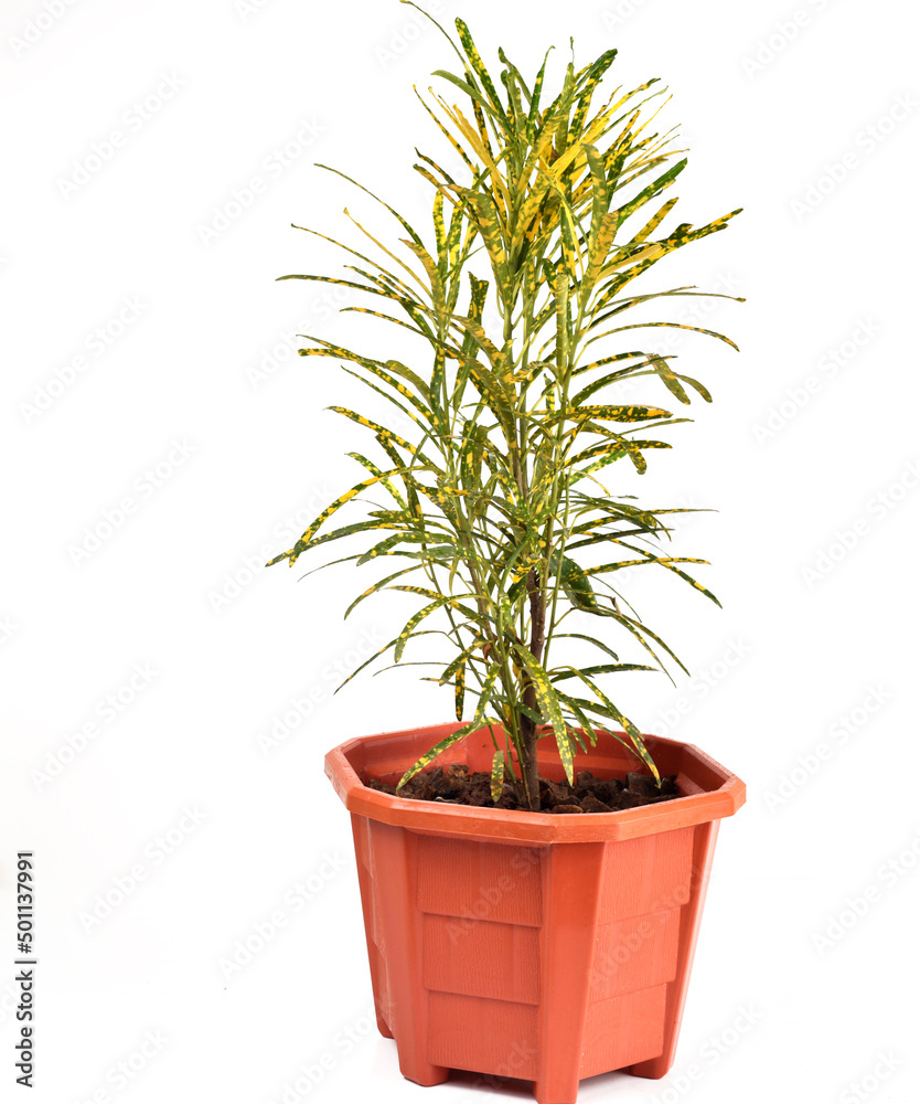 Green and yellow houseplant for decoration isolated on white. Green and yellow houseplant for decoration isolated on white.