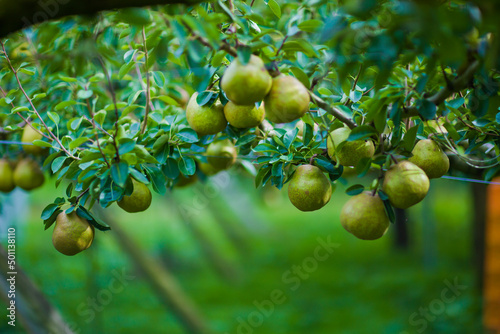 green olives on tree