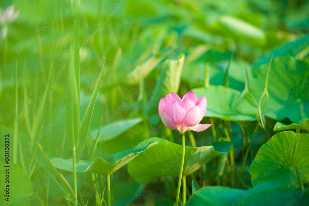 pink lotus flower