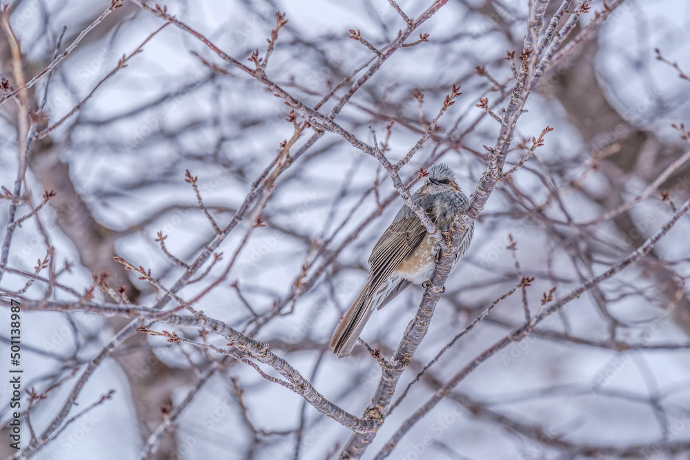 A bird resting on a branch during a cold winter day (Brown-eared bulbul)