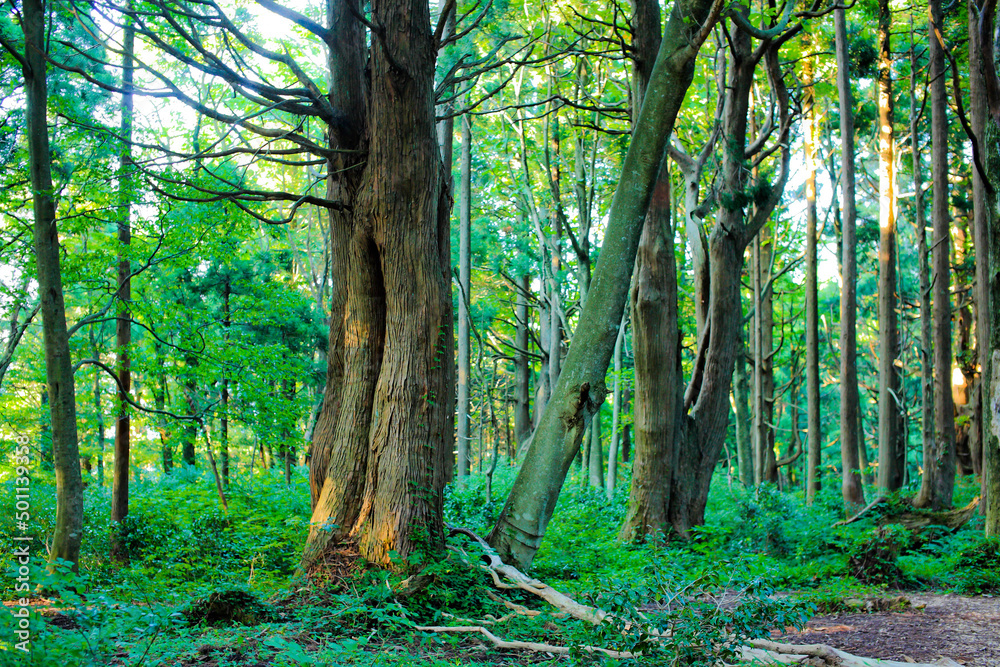 Fototapeta premium forest in the morning