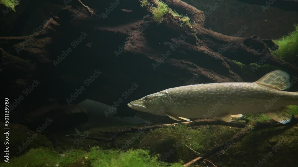 Close up prores shot of wild Pike Fish swimming in clear water between coral and moss Close up prores shot of wild Pike Fish swimming in clear water between coral and moss