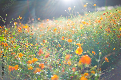 field of flowers © 智晴 粟野