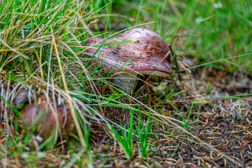 mushroom grows in the forest mushroom grows in the forest