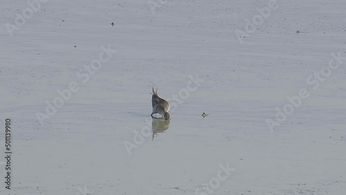 Grey tailed Tattler (Tringa brevipes) fishing on mudflats. Water bird wandering for food in marsh land at low tide. Wading birds walks through shallow seawater at the coast seeks out food photo