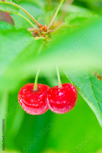 strawberry on a leaf