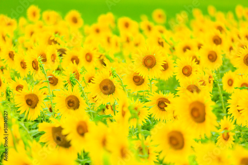 yellow flower background