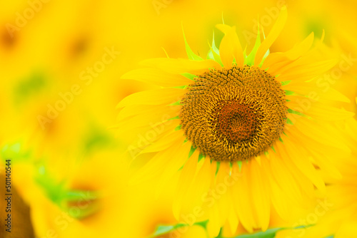 Fototapeta Naklejka Na Ścianę i Meble -  sunflower close up