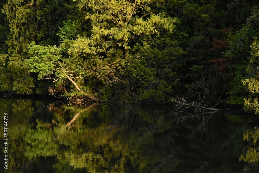 ため池　鏡写し　森　林　日本の風景　田舎