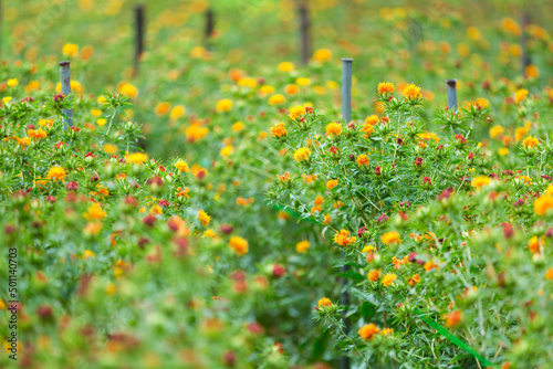 field of poppies