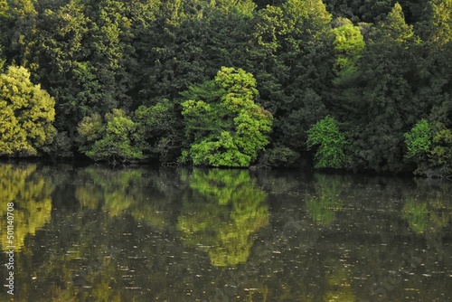 ため池 鏡写し 森 林 日本の風景 田舎