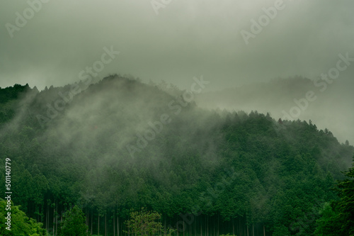 Mist over Cedar Plantation