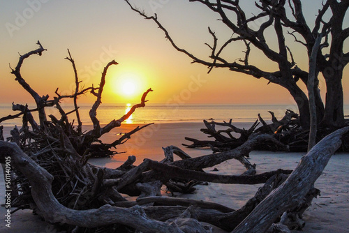 driftwood on beach at sunset