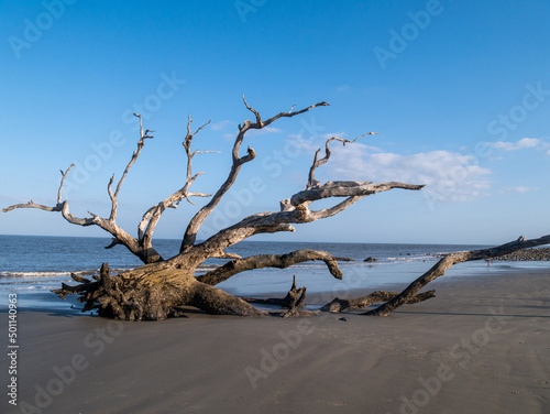 driftwood