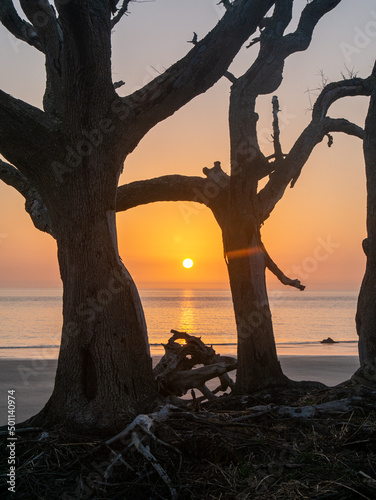 sunset through the trees